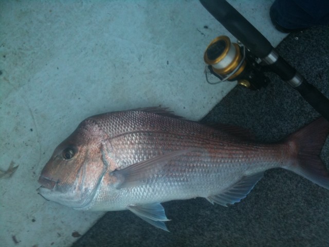snapper pic from 2day - Vic